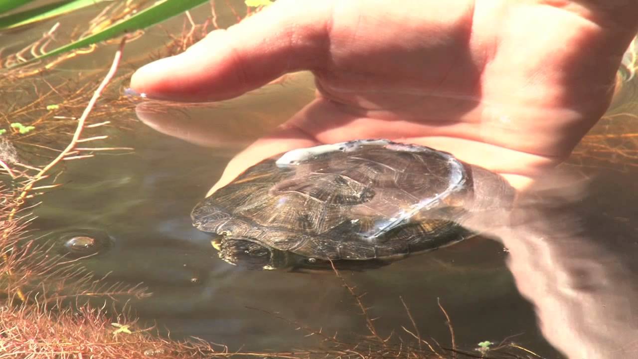 Pond Turtles Released Into the Wild YouTube