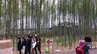 2019年2月20日(水) 冬の京都嵐山竹林の道 Arashiyama Kyoto ...