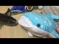 動物パーク 新メンバーの紹介！ （ジンベイザメ・鱏・海月・獺・ダイオウグソクムシ）