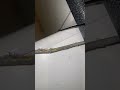Protect Your Home &amp; Business from Rodent Damage | Safe &amp; Effective Pest Control