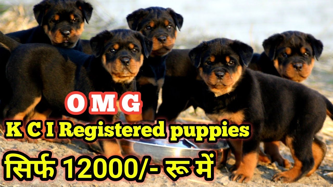 sinestro flea collar