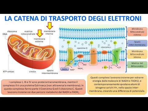 Video: Dove avviene la catena di trasporto degli elettroni nella respirazione cellulare?