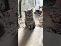 つくしちゃん あれから毎日来る