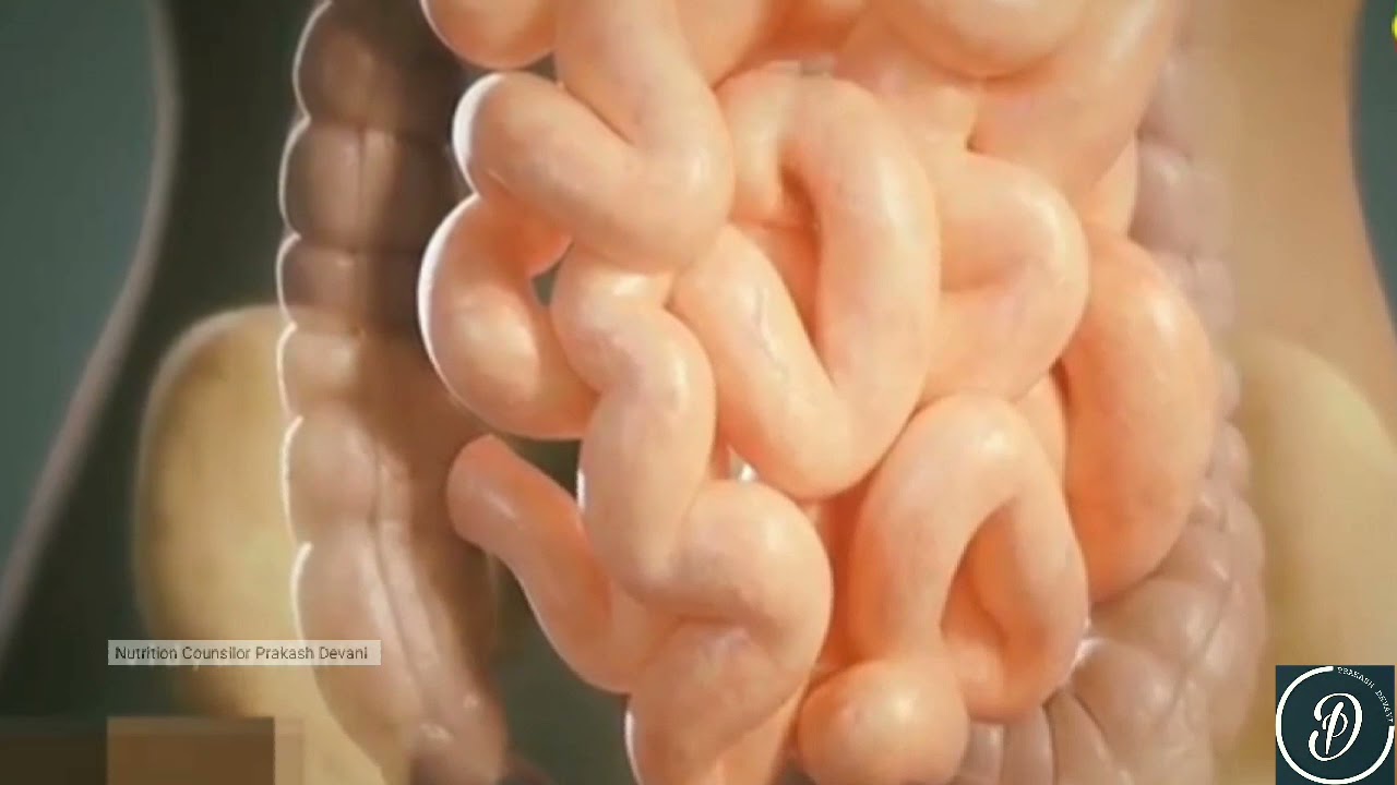 Кишечник Представленного На Фотографии Животного Сквозной — Картинки ...