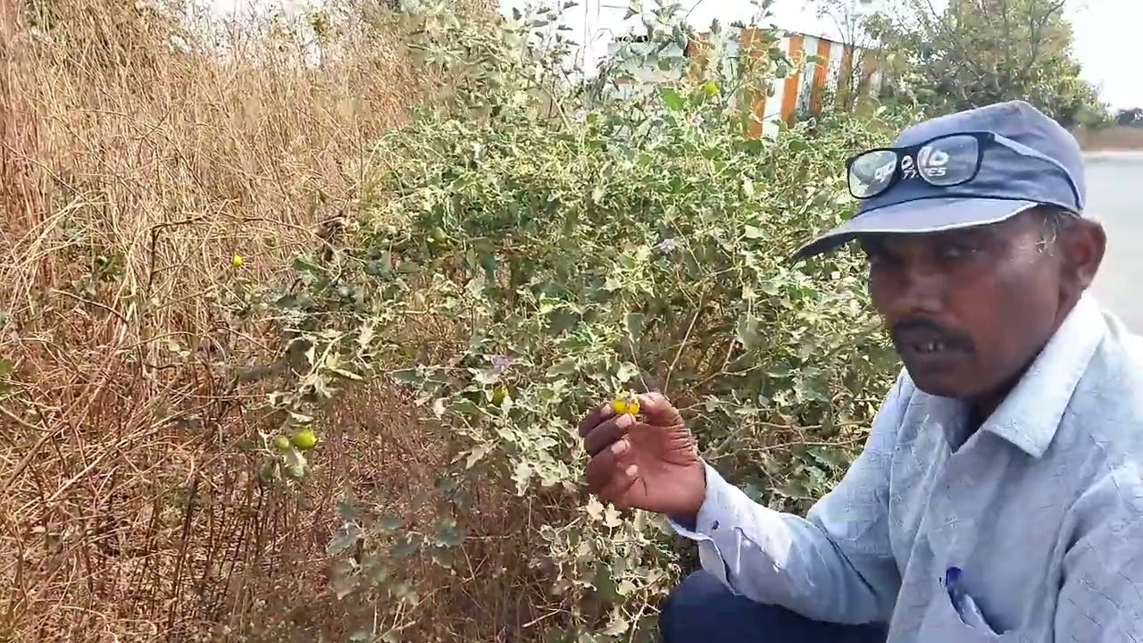    पाळीव जनावरांच्या हे गळ्यात बांधून दिले तरी माशी बसत नाही.  (चमत्कार बघा) 