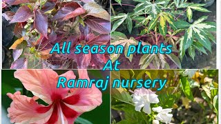 Plants for All Season At Ramraj NUrsery