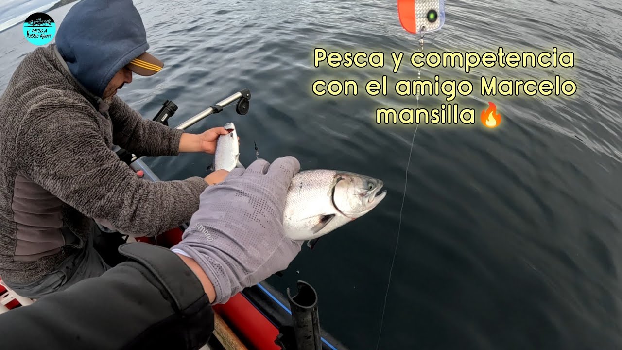 Pique tras pique de salmón chinook 🔥