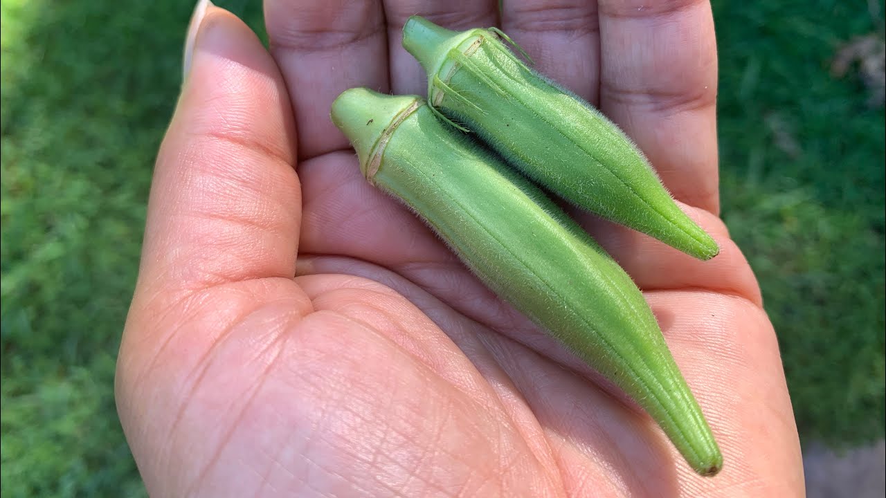 Planting okra in the ground YouTube