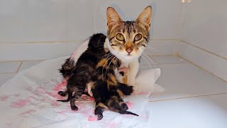 Someone abandoned poor mother cat and her 4 newborn kittens at the door of my home and left...