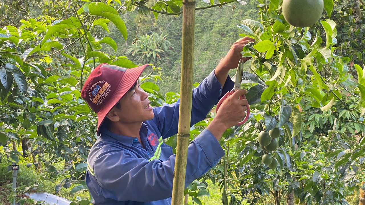 Cắt Tỉa Cành Chanh Dây Đúng Cách – Giúp Cây Ngủ Đông Mùa Lạnh | Kỹ Thuật Chuẩn