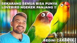 HOW TO GET A LOVEBIRD TO CHICK LONG | LOVEBIRD FIGHTER | LOVEBIRD WITH A LONG CHICK LENGTH