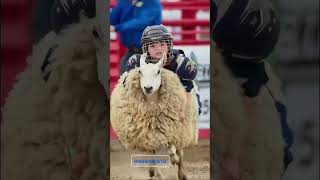 Sheep Texel Sheep Texel Sheep Ride Game Texel Sheep Ride Game