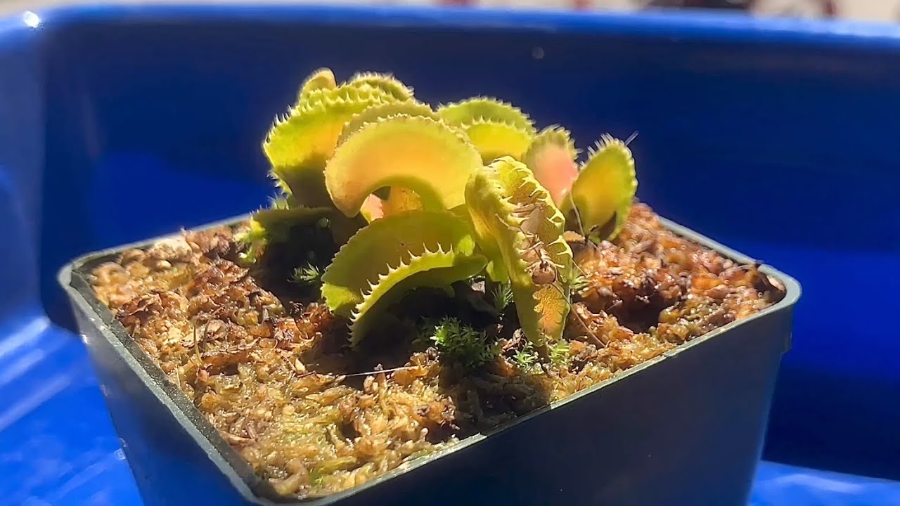 Dionaea muscipula ”Kim Jong-un” BCP ・食虫植物・ハエトリソウ ・食