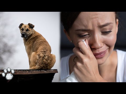 Video: Gluten Allergi hos hunde