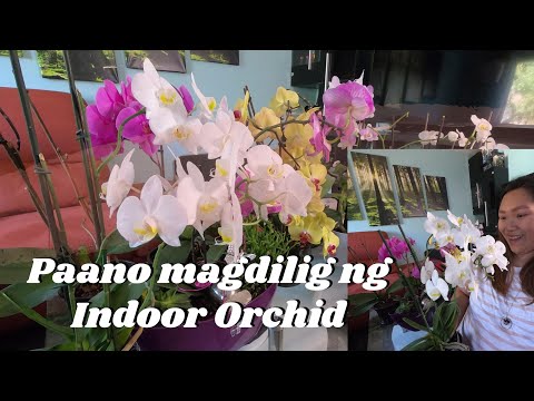 Video: Paano ang pagdidilig ng orchid ng tama?