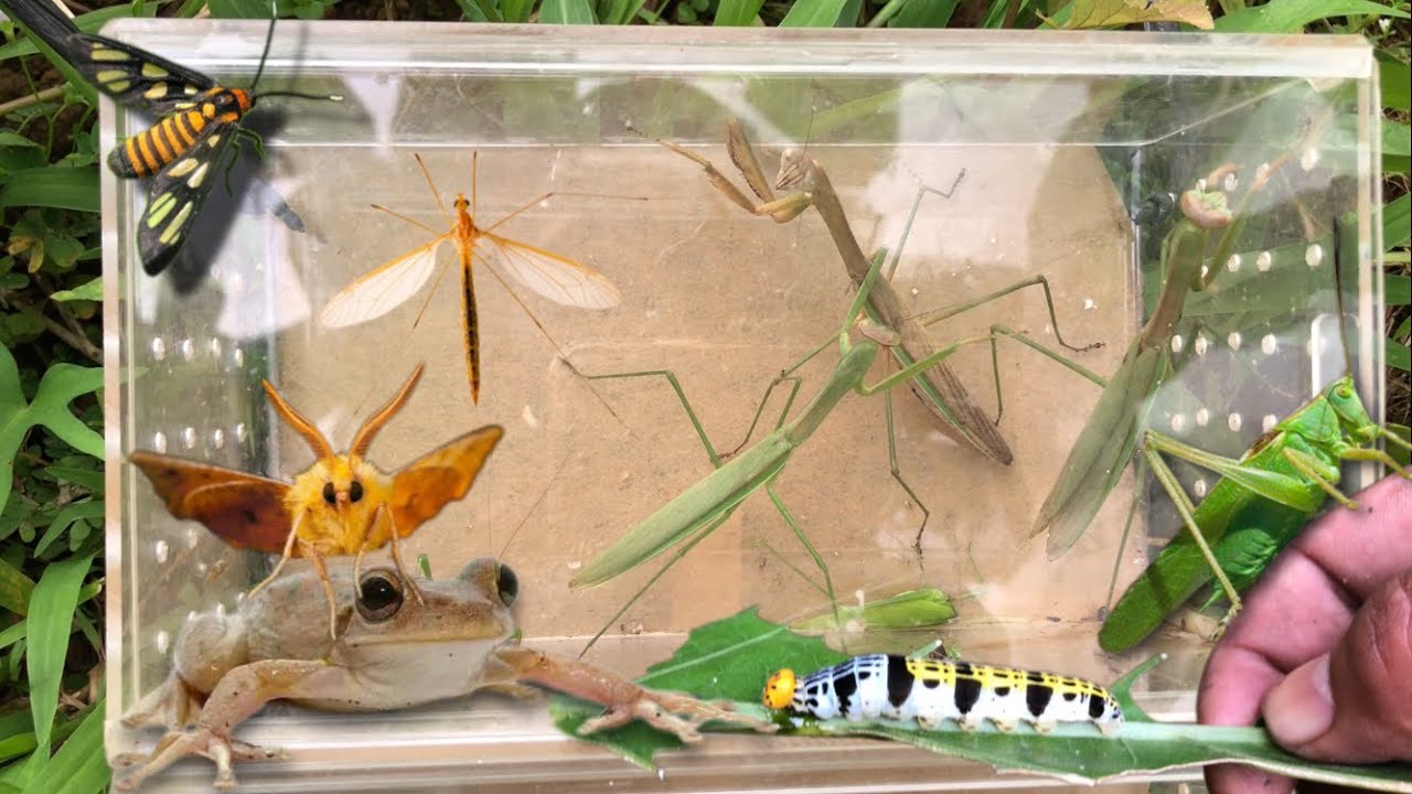 Maybe this is the most beautiful caterpillar in the world‼️catch praying mantis, cranefly, moth, bug