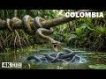 WILD COLOMBIA | The Hidden Predators in the Heart of South America | Nature Animal Documentary