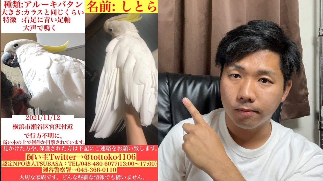 拡散希望 迷子のオウムの捜索にご協力お願いします とっちゃんの部屋 ミニ町の日常