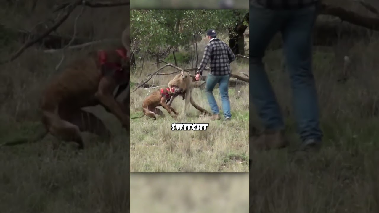 Mann rettet seinen Hund vor Känguru