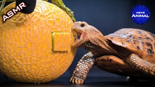 ASMR MUKBANG EATING MELON 🍈 Turtle Tortoise 82