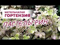 Гортензия Пастельгрин - уникальный и абсолютно обворожительный сорт