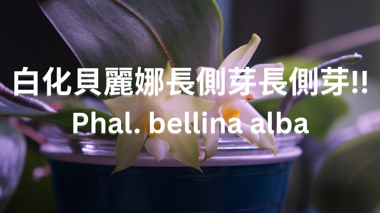 [CC/字幕] 賺到！這株白貝長側芽，來看看他的漲勢與跟其他奇珍蘭花的比較 | 蘭花種植