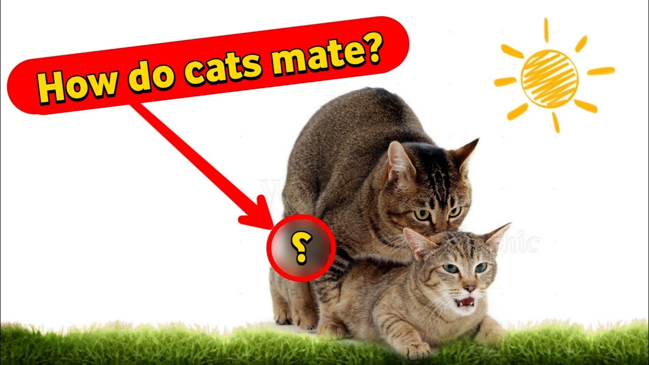 Cat Mating and Sexual Behaviour