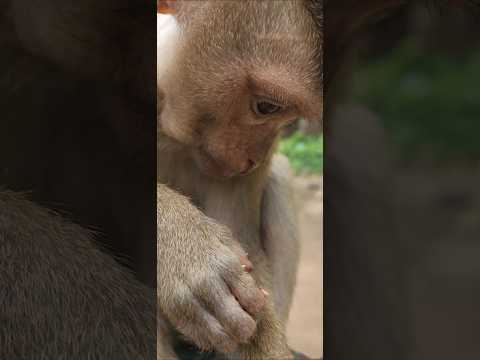 Luno At Moment Shorts Viral Animal Monkey