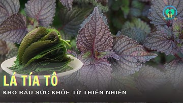 SKNV | Lá Tía Tô | Công Dụng Thần Kỳ Và Cách Sử Dụng Hiệu Quả Cho Sức Khỏe