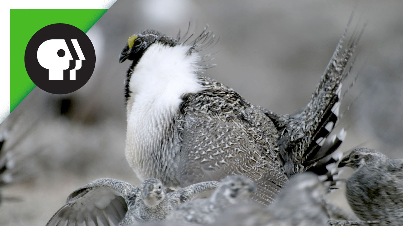 Sage-Grouse Mating Rituals In Groups Called Leks