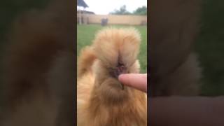 *Boop* on Chicken's Beak