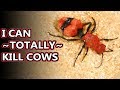 Red Velvet Ant facts: they're not actually ants for starters... | Animal Fact Files