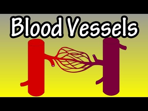 Wideo: Czy gruczoły wydzielania wewnętrznego mają brak naczyń krwionośnych?