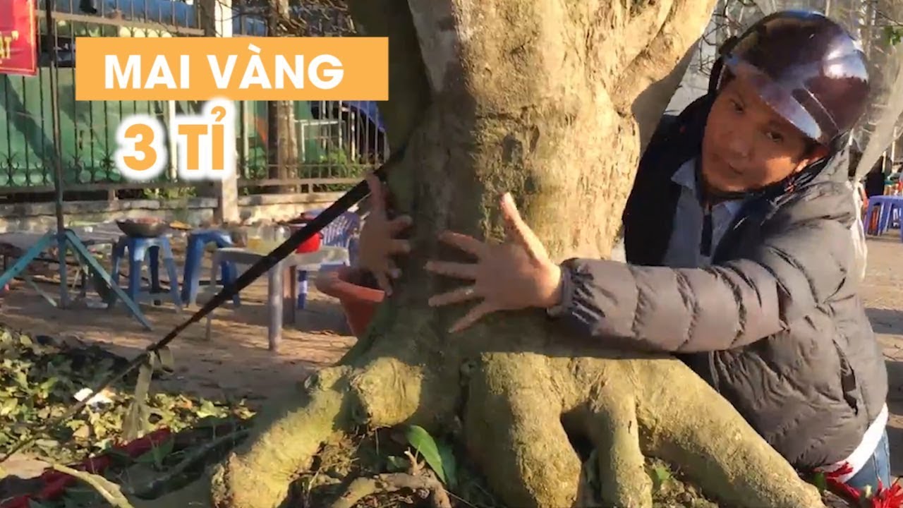 Mai vàng hơn 100 tuổi được rao giá 3 tỉ đồng ở Cần Thơ