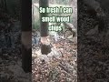 ASMR Beaver hard at work! Can you hear the birds? besides the crunching leaves?