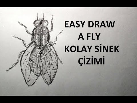 Video: Bir Sinek Nasıl çizilir