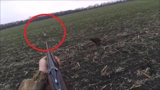 ТРИ зайца с лёжки 17.12. 2017 Охота на зайца Hare hunting ТРИ зайца с лёжки 17.12. 2017 Охота на зайца Hare hunting