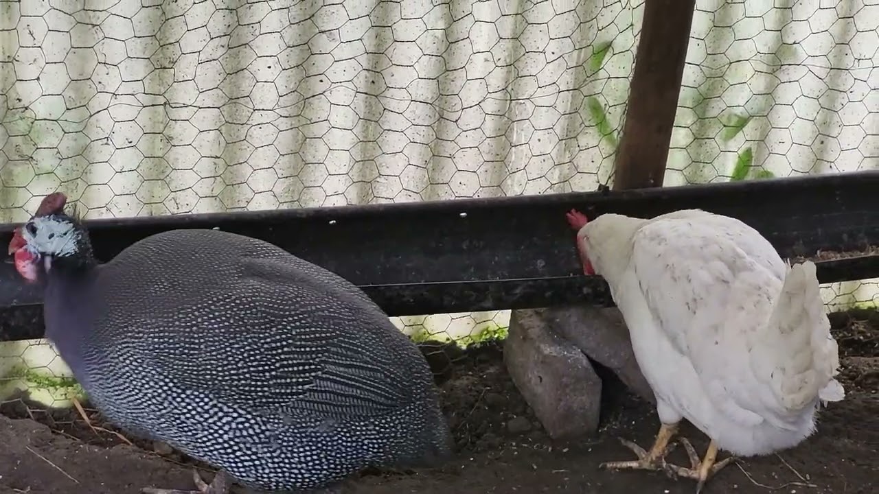 اسهل طريقه للتعارف بين الذكر والانثى دجاج الحبشي تابع الفيديو.