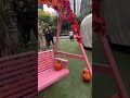 Fall Fest🍁🎃#PumpkinSeason #FallInSeattle #PumpkinPatch #CornMaze #Seattle #youtubeshorts #trending
