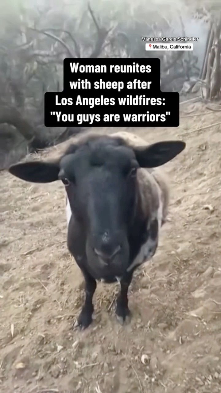 Woman reunites with sheep after Los Angeles wildfires #shorts