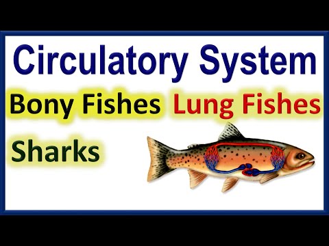 Fish Circulatory System | Bony Fishes Vs Sharks Vs Lung Fishes | Animated