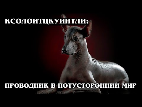 Video: Xoloitzcuintli (Xolo) Hunderase Hypoallergenic, Health And Life Span