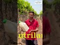Nutrilam वापरल्यानंतर द्राक्ष बागेत दिसला जबरदस्त फरक! 🍇 | शेतकरी अनुभव