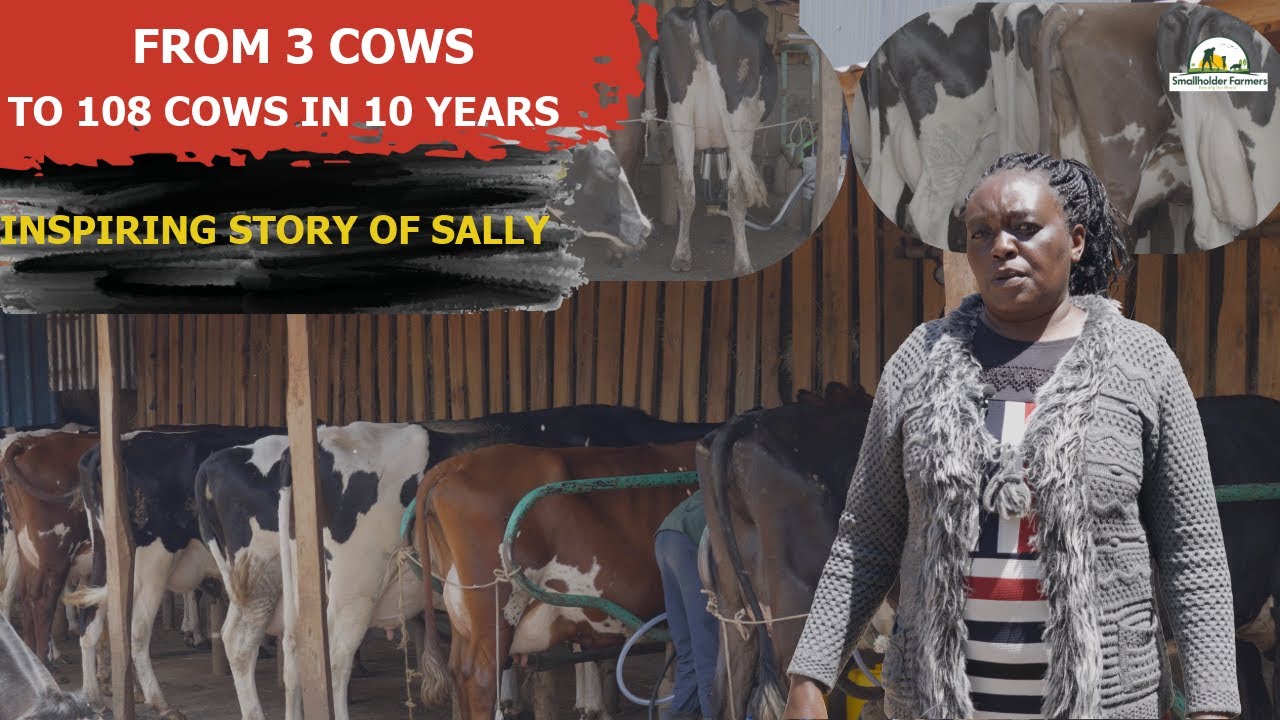 Zero-Grazing 100+ Cows @ 750L/day | Inside a Modern Kenyan Dairy Farm Making Dairy Pay