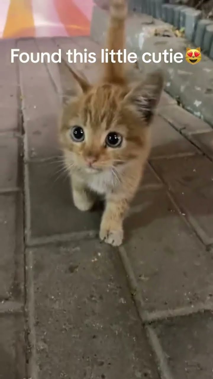 Someone found prvnci just chilling on the road