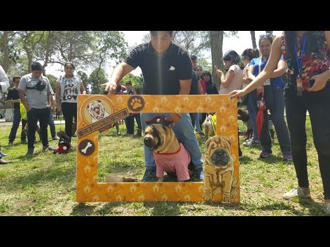 Video: Cómo Alimentar A Un Shar Pei