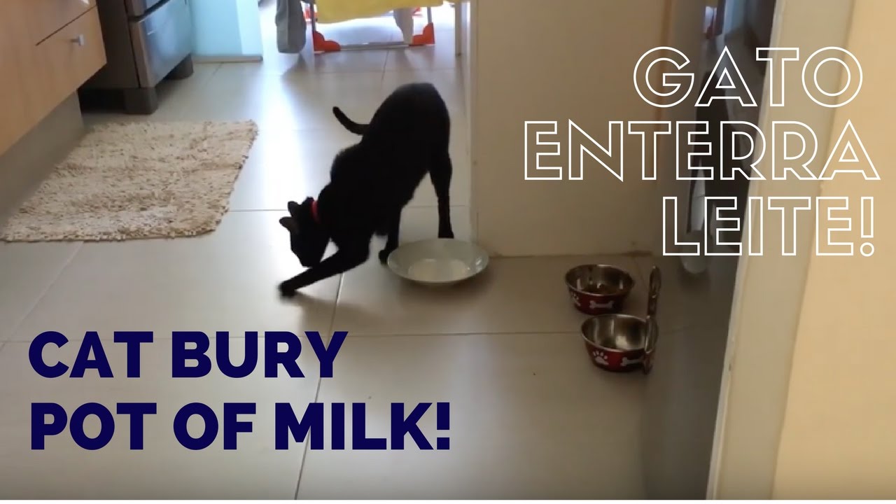 Cat bury pot of MILK! Gato enterra prato de LEITE! YouTube