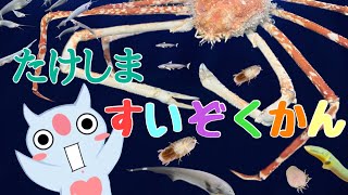 深海魚に触れる！？竹島水族館【後編】