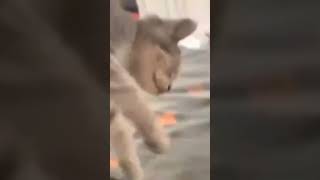 Home Is Where The Pets Are.