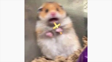 DC The Don - WORLD AT WAR! "FREE DC" ft. Burgerman & Sad Frosty (Prod. Astroboy)